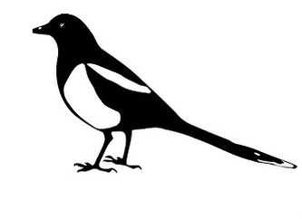 Skata (Pica Pica)